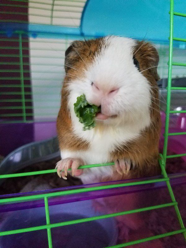 Snickers: Snack Time